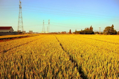 土命過山虎幾月最好?過山虎土命人命運如何?