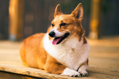 屬狗2022年運(yùn)勢及運(yùn)程詳解,2022年屬狗人的全年每月運(yùn)勢完整版