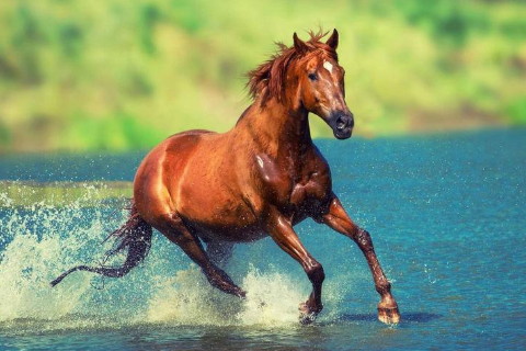 屬馬2022年運(yùn)勢(shì)及運(yùn)程詳解,2022年屬馬人的全年每月運(yùn)勢(shì)完整版