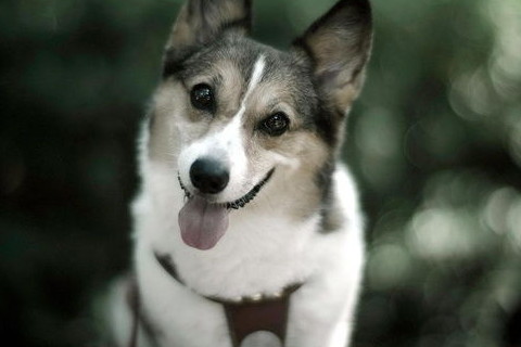 屬狗2022年運(yùn)勢及運(yùn)程詳解,2022年屬狗人的全年每月運(yùn)勢完整版