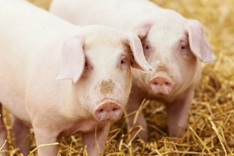 屬豬2022年運勢及運程詳解,2022年屬豬人的破太歲全年每月運勢完整版