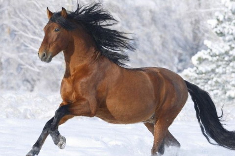 屬馬2022年運(yùn)勢(shì)及運(yùn)程詳解,2022年屬馬人的全年每月運(yùn)勢(shì)完整版