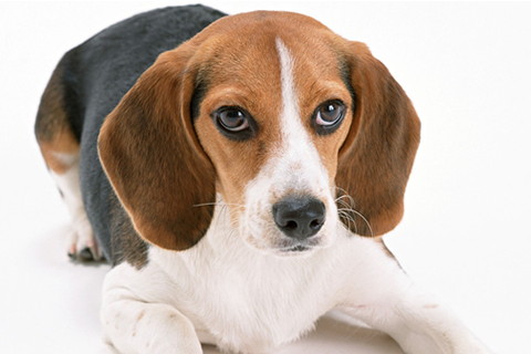 屬狗2022年運(yùn)勢及運(yùn)程詳解,2022年屬狗人的全年每月運(yùn)勢完整版