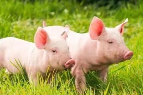 屬豬2022年運勢及運程詳解,2022年屬豬人的破太歲全年每月運勢完整版