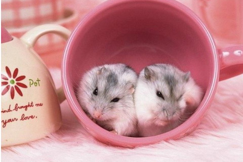 哪三個生肖智商最高 聰明伶俐百里挑一