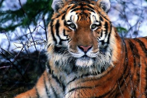 屬虎2022年運勢及運程詳解,2022年屬虎人的本命年全年每月運勢完整版