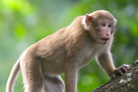 1980年屬猴2022年沖太歲要注意什么,80年42歲屬猴犯太歲是什么意思