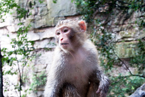 1992年屬猴2022年沖太歲要注意什么,92年30歲屬猴犯太歲是什么意思