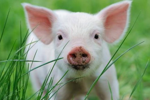 1983年屬豬2022年破太歲運勢怎么化解,83年39歲生肖豬犯太歲戴什么