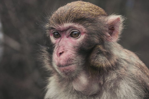 1992年屬猴2022年沖太歲要注意什么,92年30歲屬猴犯太歲是什么意思