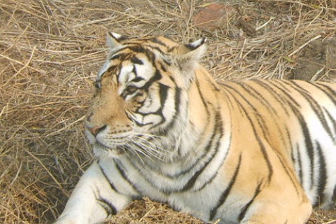 1986年屬虎2022年本命年要注意什么，86年36歲屬虎本命年是什么意思