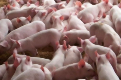 1983年屬豬2022年破太歲運勢怎么化解,83年39歲生肖豬犯太歲戴什么