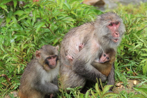 1956年屬猴2022年沖太歲運勢怎么化解,56年66歲生肖猴犯太歲戴什么