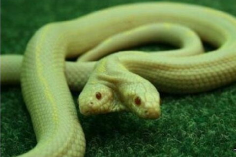 1977年屬蛇2022年刑太歲要注意什么,77年45歲屬蛇犯太歲是什么意思