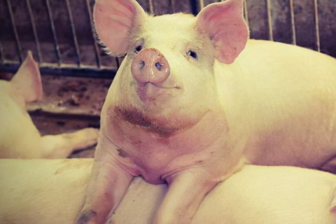 1959年屬豬2022年破太歲要注意什么，59年63歲屬豬犯太歲是什么意思