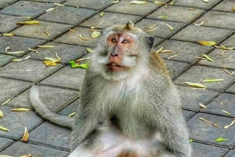 1992年屬猴2022年沖太歲要注意什么,92年30歲屬猴犯太歲是什么意思