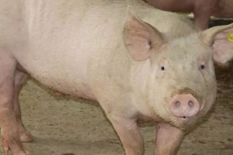 1983年屬豬2022年破太歲運勢怎么化解,83年39歲生肖豬犯太歲戴什么