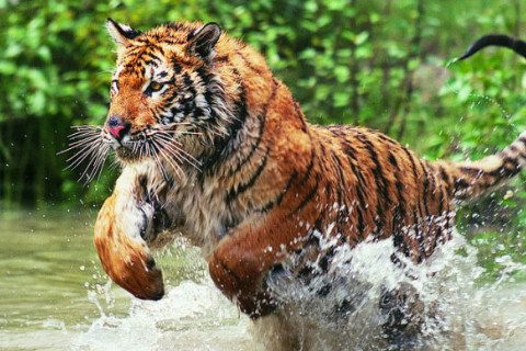 2022年屬虎本命年可以搬遷嗎,虎年本命年入新居要注意什么