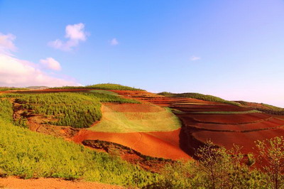 土命虎和土命羊結(jié)婚好嗎?土命虎人的命運(yùn)如何?