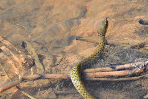 1989年屬蛇2022年刑太歲運勢怎么化解,89年33歲生肖蛇犯太歲戴什么