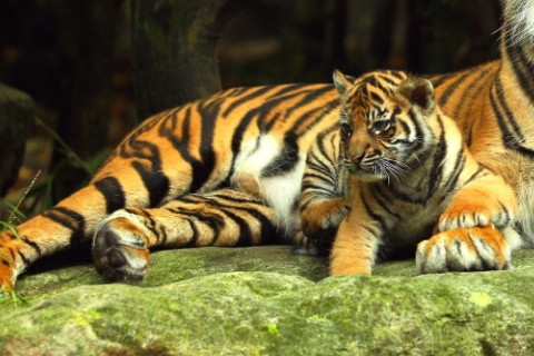 1962年屬虎2022年本命年要注意什么,62年60歲屬虎本命年是什么意思