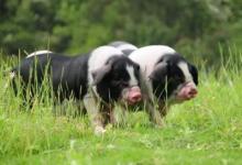 2022年屬豬破太歲化解方法，生肖豬在虎年犯太歲的正確化解方法