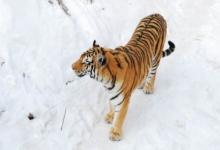 1974年屬虎2022年本命年運勢如何,74年生肖虎48歲本命年戴什么轉運