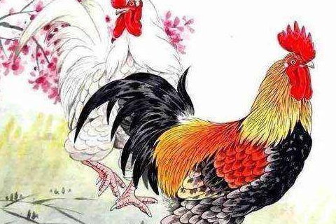 雞男的上等婚配生肖