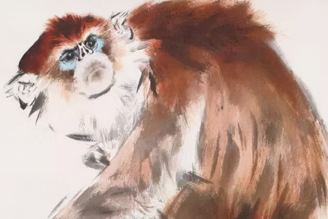 生肖猴什么月份最不好