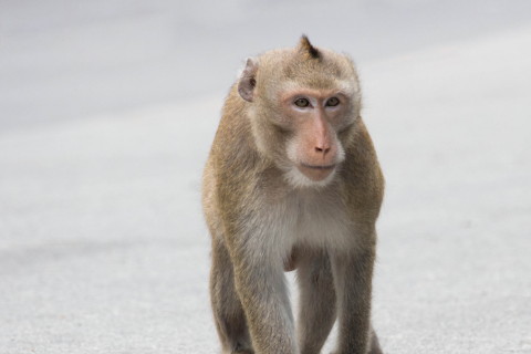 2022年屬猴沖太歲化解方法，生肖猴在虎年沖太歲會不會越?jīng)_越好