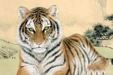 1986年屬虎2022年本命年運勢如何,86年生肖虎36歲本命年戴什么轉運