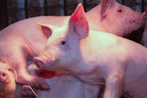 1983年屬豬2022年破太歲要注意什么,83年39歲屬豬犯太歲是什么意思