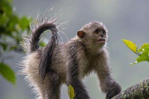 1992年屬猴2022年沖太歲運勢怎么化解,92年30歲生肖猴犯太歲戴什么