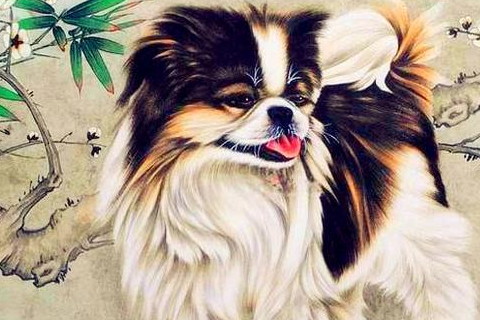 　　狗男的上等婚配生肖