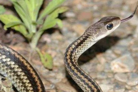 1989年屬蛇2022年刑太歲要注意什么,89年33歲屬蛇犯太歲是什么意思