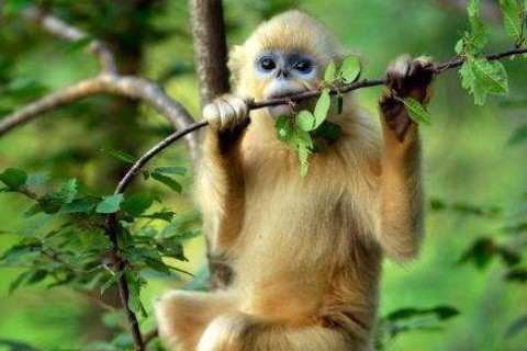 1992年屬猴2022年沖太歲運勢怎么化解,92年30歲生肖猴犯太歲戴什么