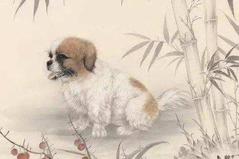 　狗女的上等婚配生肖