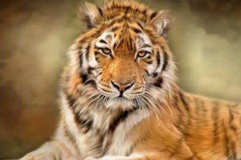 1998年屬虎2022年本命年要注意什么，98年24歲屬虎本命年是什么意思