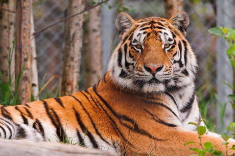 1998年屬虎2022年本命年要注意什么，98年24歲屬虎本命年是什么意思