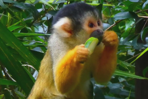 1992年屬猴2022年沖太歲運勢怎么化解,92年30歲生肖猴犯太歲戴什么