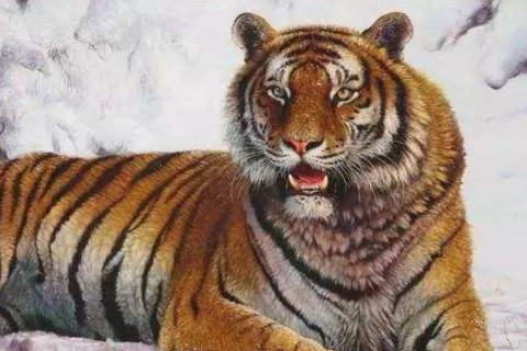 1998年屬虎2022年本命年要注意什么，98年24歲屬虎本命年是什么意思