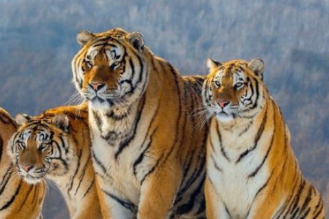 1986年屬虎2022年本命年運勢如何,86年生肖虎36歲本命年戴什么轉運