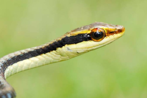 1989年屬蛇2022年刑太歲要注意什么,89年33歲屬蛇犯太歲是什么意思