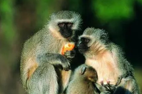 2022年屬猴沖太歲化解方法，生肖猴在虎年沖太歲會不會越?jīng)_越好