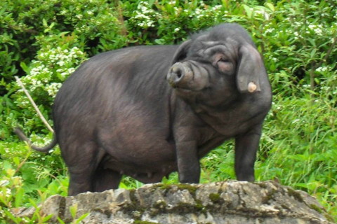 1995年屬豬2022年破太歲要注意什么,95年27歲屬豬犯太歲是什么意思