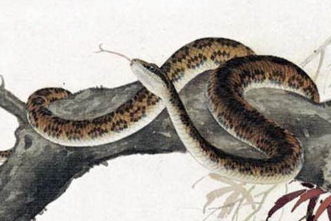 不同類型的男性夢到蛇