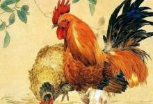 屬雞的幾月出生最好命 生肖雞不同月份的命運