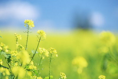 八字是除夕和七夕的能合婚嗎?八字合婚準(zhǔn)嗎過來人