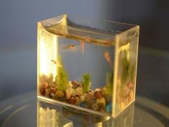 水命人能在家里養魚嗎？養什么魚好？