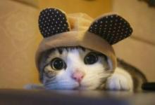 虎年出生的寶寶小名推薦?有什么取名技巧